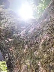 伊奴神社の自然