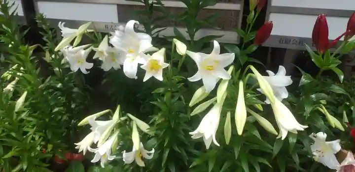 前川神社の自然