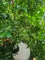 川越熊野神社の自然