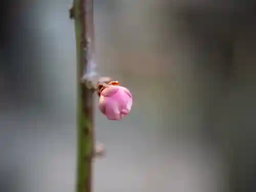 牛嶋天満宮の{uncategorized: "未分類", other: "その他", undefined: "問題あり", building: "その他建物", grave: "お墓", sacred_gate: "鳥居", guardian: "狛犬", statue: "像", buddha: "仏像", history: "歴史", nature: "自然", garden: "庭園", animal: "動物", pagoda: "塔", temizu: "手水舎", mountain_gate: "山門・神門", sanctuary: "本殿・本堂", subordinate: "末社・摂社", art: "芸術", scenery: "景色", jizo: "地蔵", ema: "絵馬", goshuin: "御朱印", omikuji: "おみくじ", items: "授与品その他", amulet: "お守り", goshuincho: "御朱印帳", eats: "食事", festival: "お祭り", votive_dance: "神楽", shichigosan: "七五三参", wedding: "結婚式", experience: "体験その他", initially: "初詣", around: "周辺", anti_infection: "感染症対策"}