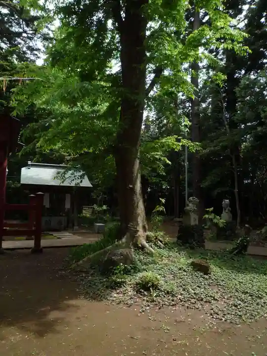 大井香取神社の自然
