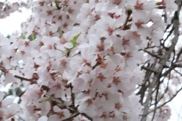 高麗神社の{uncategorized: "未分類", other: "その他", undefined: "問題あり", building: "その他建物", grave: "お墓", sacred_gate: "鳥居", guardian: "狛犬", statue: "像", buddha: "仏像", history: "歴史", nature: "自然", garden: "庭園", animal: "動物", pagoda: "塔", temizu: "手水舎", mountain_gate: "山門・神門", sanctuary: "本殿・本堂", subordinate: "末社・摂社", art: "芸術", scenery: "景色", jizo: "地蔵", ema: "絵馬", goshuin: "御朱印", omikuji: "おみくじ", items: "授与品その他", amulet: "お守り", goshuincho: "御朱印帳", eats: "食事", festival: "お祭り", votive_dance: "神楽", shichigosan: "七五三参", wedding: "結婚式", experience: "体験その他", initially: "初詣", around: "周辺", anti_infection: "感染症対策"}