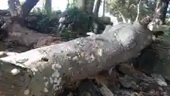 熱田神社の自然