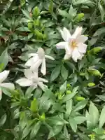 三輪神社の自然