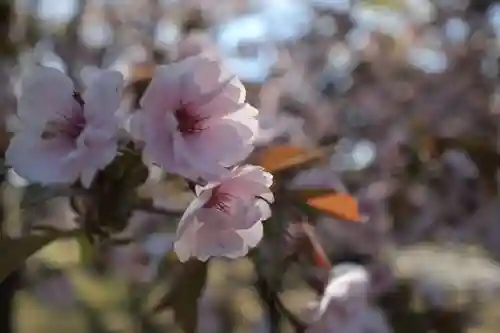 古四王神社の自然