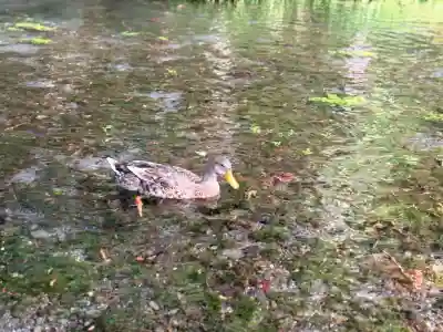 富士山本宮浅間大社(静岡県)