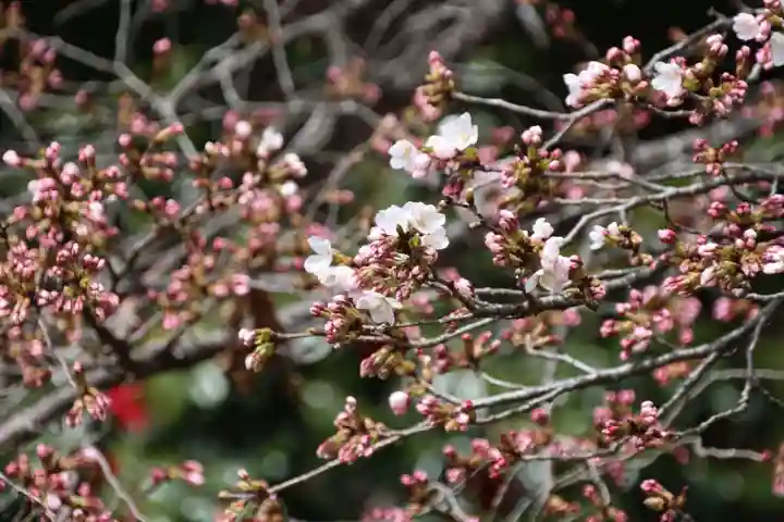 田村神社の自然