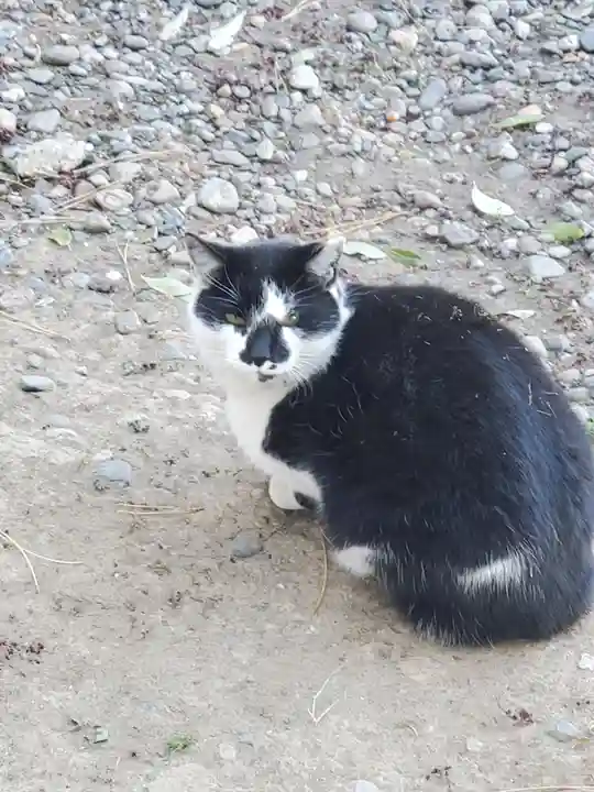 三嶋神社の動物