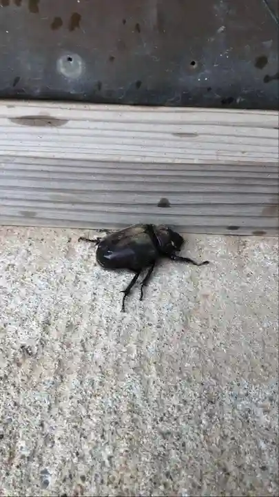 伏木香取神社の動物
