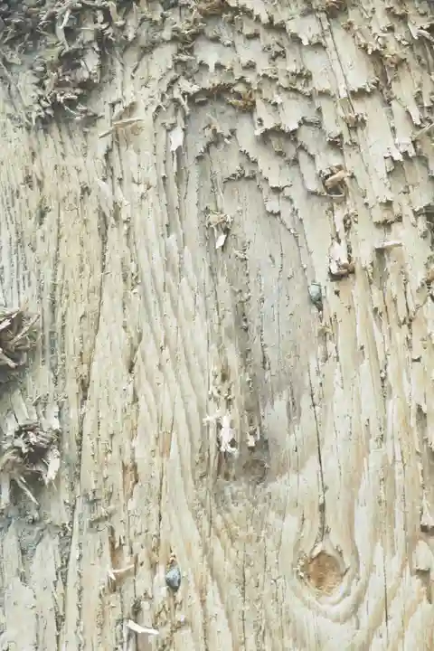 諏訪大社上社前宮の自然