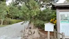 隠岐神社の自然