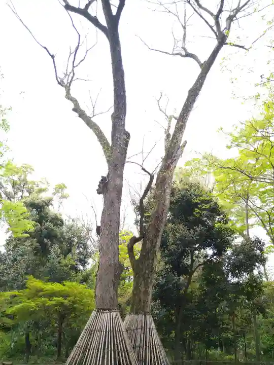 賀茂御祖神社(下鴨神社)の自然