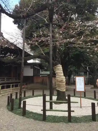 靖國神社の自然