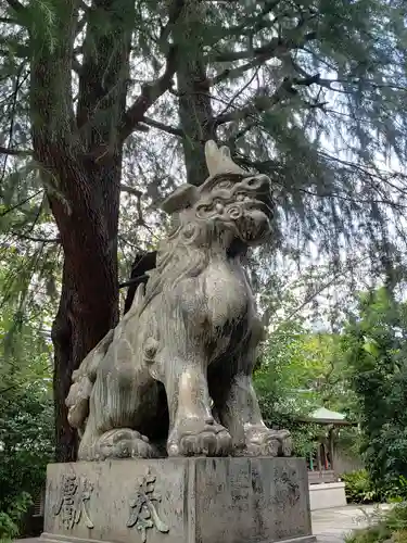 青山熊野神社の狛犬