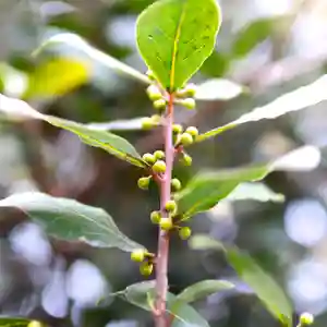 三津厳島神社(愛媛県)(2026年02月08日(日) 15時29分25秒投稿)