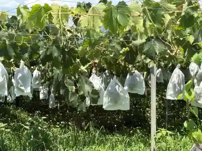 若松神社(山梨県)