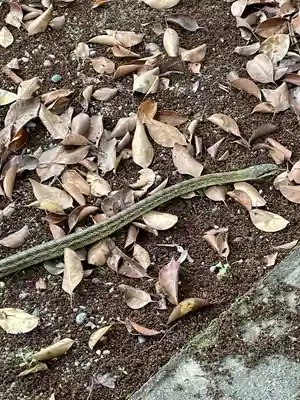 丹南天満宮の動物