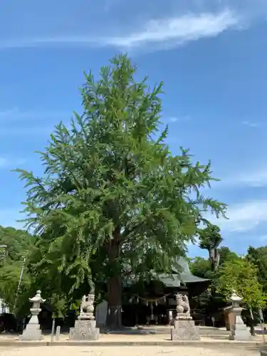 賀羅加波神社の建物その他