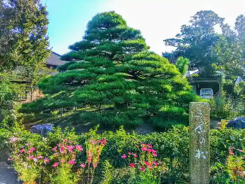 宝珠院の庭園