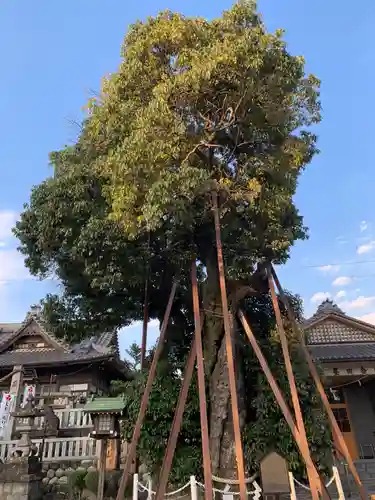 村國真墨田神社の自然