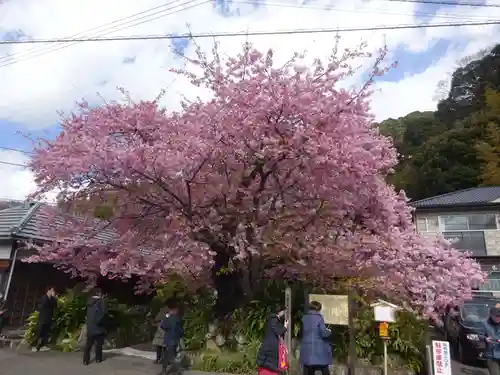 川津来宮神社の自然