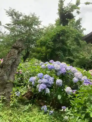 本土寺(千葉県)