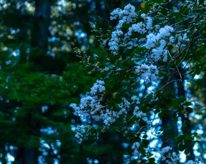 小國神社(静岡県)