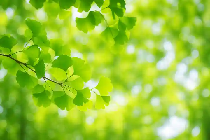木舟山 順教寺(広島県)