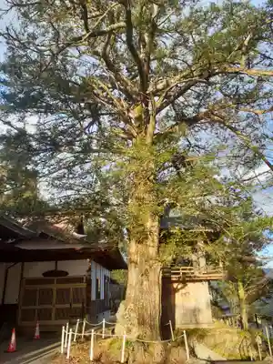 松山寺の自然