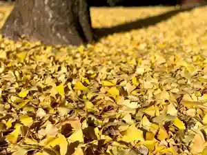 船玉神社(茨城県)(2023年12月09日(土) 09時06分11秒投稿)