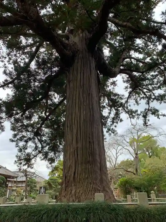 安興寺(千葉県)