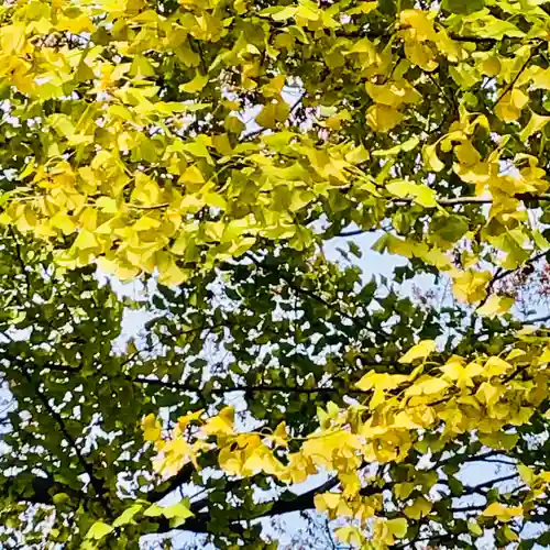 日枝神社水天宮の自然