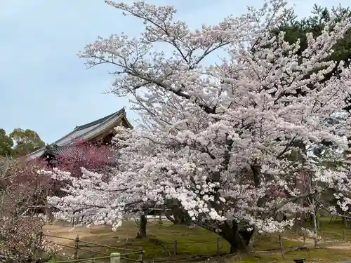 仁和寺(京都府)