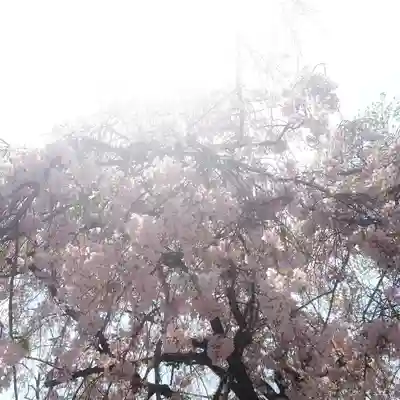 篠ｹ谷神社(岐阜県)