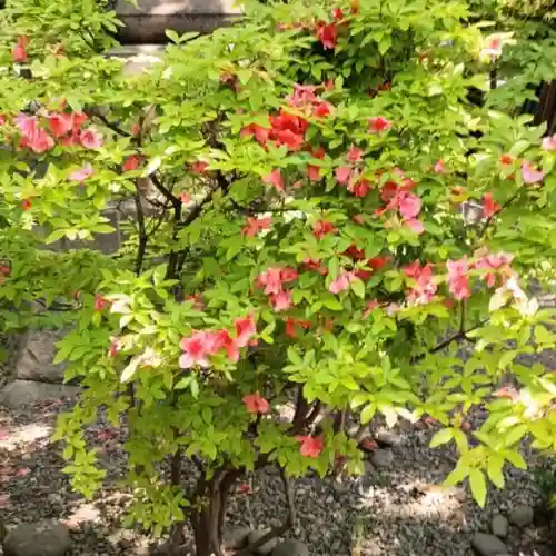 彌彦神社　(伊夜日子神社)の自然