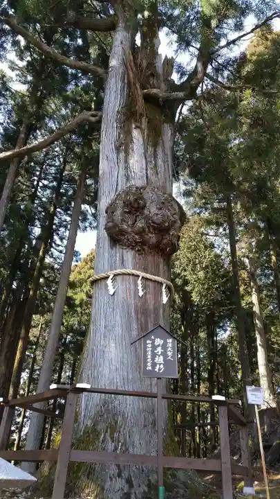 身延山奥之院思親閣の自然