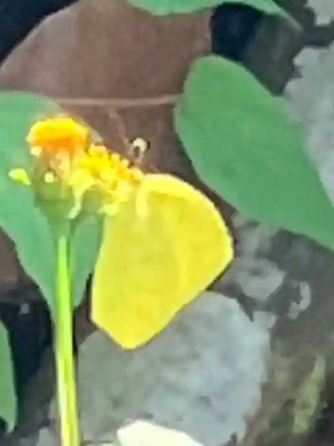 とげぬき地蔵尊の自然