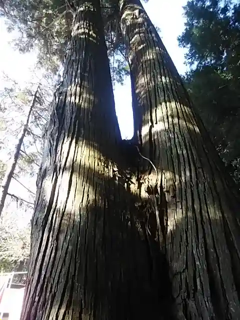 鹿島大神宮の自然