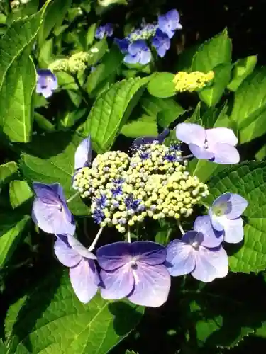 鳩森八幡神社の自然