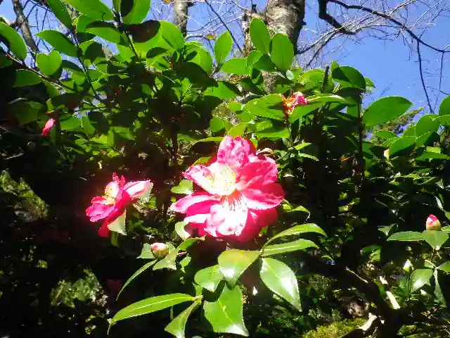 浄光明寺の自然