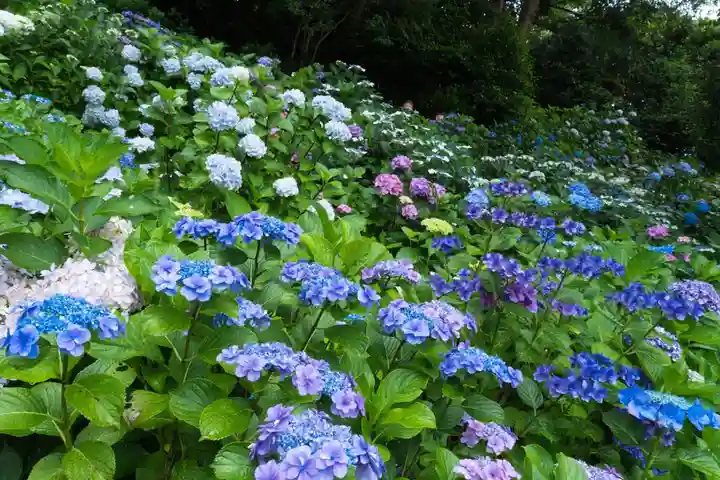 長谷寺(神奈川県)