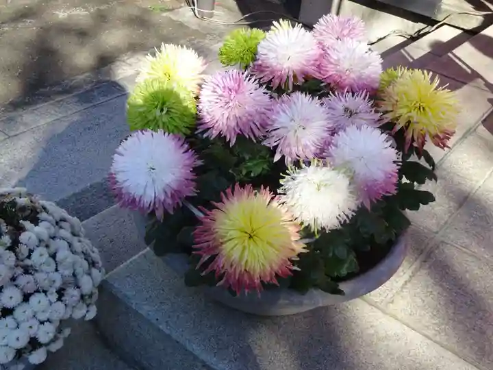 麻布氷川神社の自然