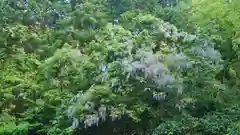 貴船神社の自然