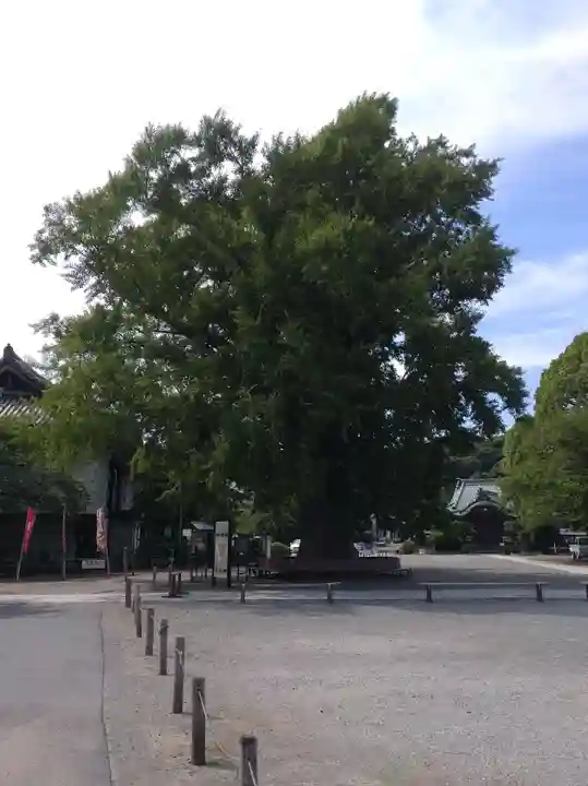 時宗総本山 遊行寺(正式:清浄光寺)(神奈川県)