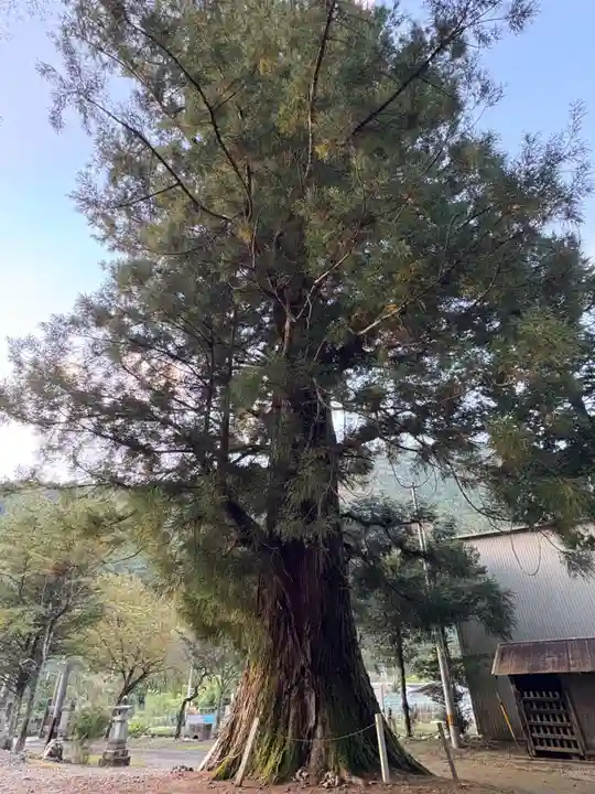 新八幡神社(徳島県)