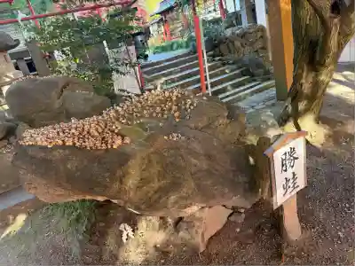 渋川八幡宮(群馬県)