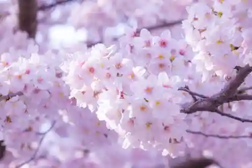 伊和志津神社の自然