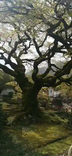 西善寺(埼玉県)