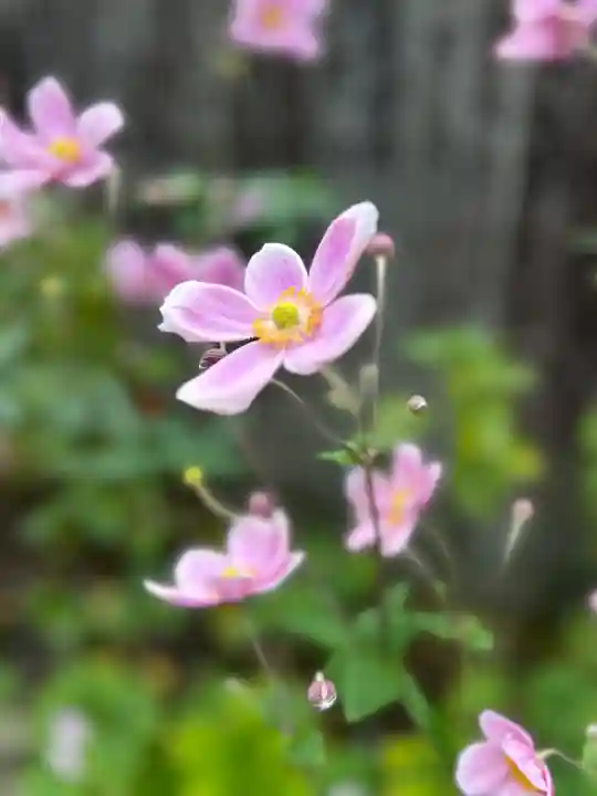 横峰寺(愛媛県)