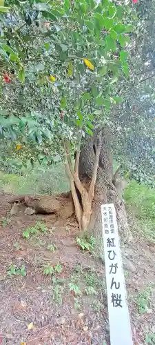 天照御祖神社の{uncategorized: "未分類", other: "その他", undefined: "問題あり", building: "その他建物", grave: "お墓", sacred_gate: "鳥居", guardian: "狛犬", statue: "像", buddha: "仏像", history: "歴史", nature: "自然", garden: "庭園", animal: "動物", pagoda: "塔", temizu: "手水舎", mountain_gate: "山門・神門", sanctuary: "本殿・本堂", subordinate: "末社・摂社", art: "芸術", scenery: "景色", jizo: "地蔵", ema: "絵馬", goshuin: "御朱印", omikuji: "おみくじ", items: "授与品その他", amulet: "お守り", goshuincho: "御朱印帳", eats: "食事", festival: "お祭り", votive_dance: "神楽", shichigosan: "七五三参", wedding: "結婚式", experience: "体験その他", initially: "初詣", around: "周辺", anti_infection: "感染症対策"}